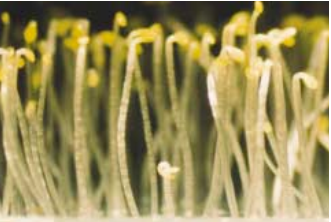 Fitohormon (2025/2026 Ganjil)