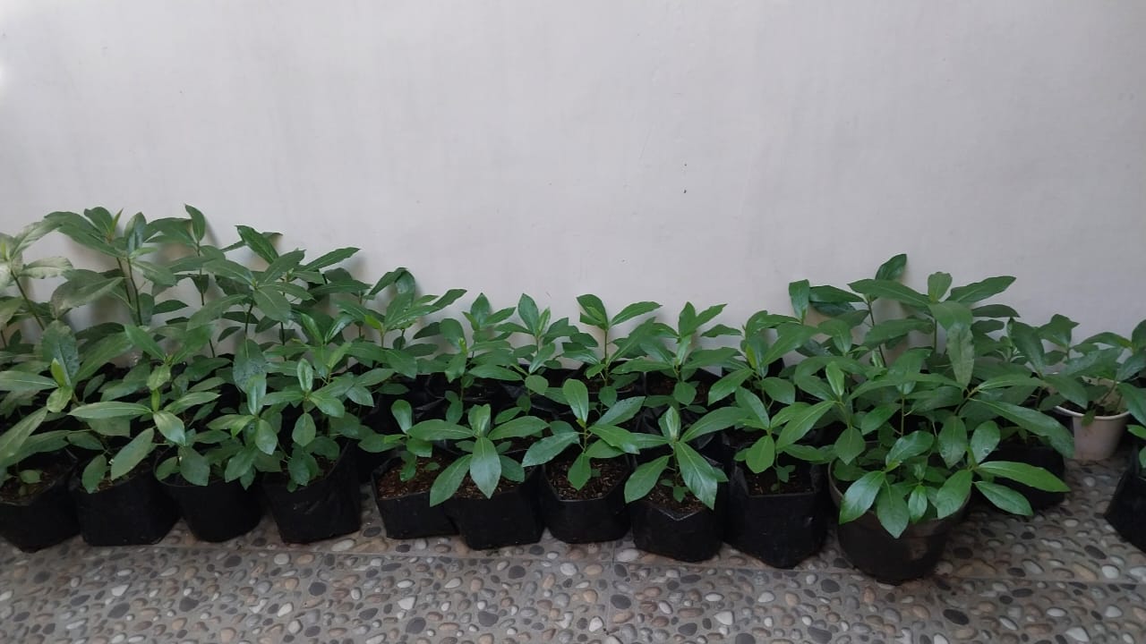 Kultur Jaringan Tumbuhan (2025/2026 Ganjil)